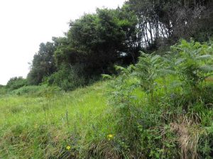 Cofivacasa - terreno Llaranes Avilés Asturias